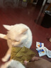 申亚威能（SHENYA）猫咪狗狗感冒药双黄连片宠物打喷嚏流鼻涕专用鼻支窝咳喘 实拍图