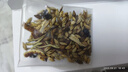 六和乾坤南京同仁堂回奶宝大麦茶宝妈舒回宝山楂炒麦芽茶200g可搭断回奶药 实拍图