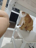 伟嘉猫粮成猫夹心粮 全价粮吞拿鱼1.3kg布偶蓝猫橘猫加菲英短猫咪 实拍图