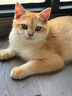 佳朔金渐层活体宠物猫咪幼猫纯种英短全程辅助养猫签订合同双重保障 宠物级 英短金渐层 实拍图