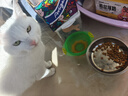 伟嘉成猫猫粮1.3kg牛肉味布偶蓝猫橘猫加菲英短猫咪夹心粮全价粮 实拍图