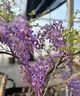 庭院紫藤树苗别墅花卉紫藤花老桩爬藤植物风景树门前大树开花盆栽 多花紫藤【2公分粗度】盆栽苗 不含盆 实拍图