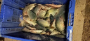 龙王恨鱼饵野战蓝鲫香腥钓饵江河湖库黑坑野钓鲫鱼鲤鱼草青鳊鱼钓鱼饵料 实拍图