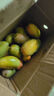 玉芒新鲜现摘热带芒果水果 3斤带箱300g+ 实拍图