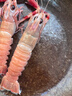 鲜喜利海鳌虾新鲜野生深海鳌虾刺身甜虾大螯虾鲜活船冻国产东海熬虾 1000g(净重)  9-11cm 【20—24只/斤 鲜嫩】 实拍图