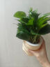 特价绿萝盆栽室内客厅办公室吸甲醛净化空气水培植物绿植花卉好养 【1盆】绿萝+灰色南瓜盆自吸水 整体含盆高度20-25cm 实拍图