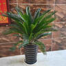 临雅铁树盆栽大型绿植盆景庭院四季好养植物除甲醛90cm含盆源头直发 实拍图
