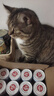 顽皮（Wanpy）三文鱼猫罐头80g*24罐（汤汁型）出口级 猫咪零食happy100果饭儿 实拍图