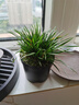 劉閣蘭花小型绿植盆栽 禅意掌上景观室内阳台庭院好养水培盆景 m2s1，金钱菖蒲带塑料原盆 实拍图