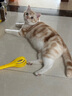 卫仕（NOURSE）猫咪全价主食爆爆酱湿粮营养餐包盒全阶段成幼猫补水罐头猫条零食 猫用40g*5包 全阶段 实拍图