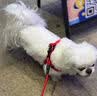 阿莫尔狗狗牵引绳小型犬遛狗绳猫绳子牵狗背带式牵引绳泰迪小狗宠物用品 红色绳【带胸背】 XS (建议2-5斤内) 实拍图