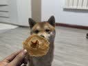 HELLOJOY狗狗零食肉干肉条成犬幼犬通用训狗奖励零食 鸡肉胡萝卜脆60g 实拍图