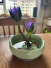 九千谷水仙陶瓷花盆 碗莲铜钱草花盆睡莲无孔水培水仙花盆 大号青瓷4091 实拍图