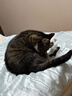 皇家室内成猫粮 I27 通用粮 12月以上 2KG 实拍图