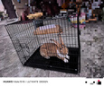 憨憨宠兔子笼 兔笼加粗加密家用兔子专用笼子可折叠兔笼子特大号养殖笼 700# 黑色可折叠加密兔子笼 实拍图