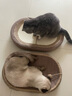 喵丽丝剑麻猫抓板猫窝一体耐磨不掉屑猫咪玩具猫爪板耐抓四季通用抓盆 加强型剑麻+剑麻垫【61cm】 实拍图