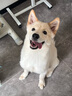 麦富迪 狗粮 冻干双拼鲜肉粮小型犬中大型犬成幼犬通用全价宠物犬粮 鲜鸡肉益生元|通用犬试吃包100g 实拍图