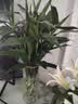 大号家用加厚透明玻璃花瓶摆件富贵竹水培百合干花客厅餐桌花瓶 26cm直筒岩石灰色 实拍图