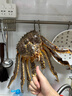 【活鲜】乐食港 俄罗斯鲜活帝王蟹 大螃蟹 帝皇蟹阿拉斯加 3.8-4.1斤/整只（鲜活发货） 实拍图