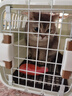 华元宠具（hoopet）猫咪航空箱猫包外出便携猫笼子猫箱狗狗托运箱车载狗笼宠物专用箱 【出行款】中号带天窗-建议15斤 实拍图