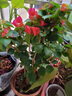 沁茗毓三角梅盆栽花苗植物室内外庭院阳台好养四季开花爬藤易成活花卉 中国红 商家推荐-6年苗【花期带花发货】 实拍图