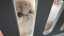 腆宠宠物航空箱小号 猫咪航空箱猫狗 猫包猫笼外出车载猫箱狗狗托运 实拍图