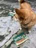 HELLOJOY狗狗零食肉干肉条成犬幼犬通用训狗奖励零食 鸡肉胡萝卜脆60g 实拍图