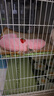 憨憨宠兔子笼 兔笼加粗加密家用兔子专用笼子可折叠兔笼子特大号养殖笼 700# 白色可折叠加密双层兔子笼 实拍图