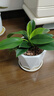 绿有意金钻盆栽植物水培绿植花卉多肉办公室内去吸除甲醛铂金钻绿公主 金钻20cm3棵(原土盆)+营养液 含盆 实拍图