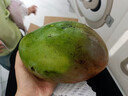 京鲜生 攀枝花凯特芒果 净重8.5斤 带箱9斤 单果400g+ 生鲜水果源头直发 实拍图