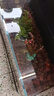 云峰海瑞水草活体懒人草鱼缸造景活体水草套餐鱼缸水草有茎类中后景真水草 【颜色艳丽】血心兰（8只一组） 实拍图