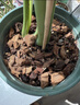 美乐棵天南星科营养土养花花肥园艺种植土花土肥料盆栽绿植专用土壤40L 实拍图