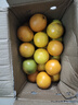 壹棵弘芯正宗现摘丑八怪柑橘子新鲜水果当季酸甜口湖北橘子生鲜整箱 严选5斤大果超值装 净重约为4斤+ 实拍图