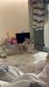 pidan猫砂 【京东定制款】超细豆腐膨润土混合猫砂2.4KG*8包自营 实拍图