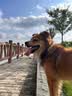 豆柴（docile）中/大型犬全价狗粮成年犬粮小型犬益生菌低敏配方15kg/30斤 实拍图