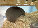 比克熊仓鼠窝单层椰子壳躲避屋房子保暖造景别墅金丝熊用品大号 实拍图