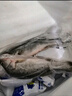 鲜城故事【冰鲜】白蕉海鲈鱼2条 净重2斤 地标 年货鱼类生鲜 现捕源头直发 实拍图