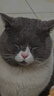 阿飞和巴弟猫粮E76益生菌全价冻干双拼猫粮成猫幼猫粮全阶段通用 2kg*3袋 实拍图