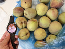 璞煜苑【现摘】正宗山东青州蜜桃 春雪蜜桃脆甜离核秋桃小毛桃桃子净重 5斤实惠装 实拍图