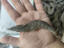 鲜京采【超28天全额退】 28天鲜冻虾 2斤装 40-60只 源头直发 北海大虾  实拍图