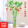 【带根富贵竹转运竹龙竹】招财水培植物客厅弯竹开运竹子盆栽花卉 60-65cm转运竹--6支 送3灯笼 实拍图