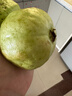 京喜加【送酸梅粉】福建白心芭乐 番石榴 可做拌水果 京东快递 2颗大果 带箱 实拍图