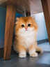 涴喵 苏氏纯种英短幼猫短毛猫大脸猫宠物猫咪活体辅助喂养 宠物级 【金渐层】 实拍图