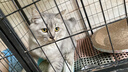 猫人女士内裤女无痕透气舒适三角裤纯棉抑菌中腰薄款短裤头 实拍图