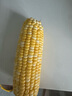 滇味十足（DIANWEISHIZU）水果玉米甜玉米云南金银双色新鲜甜嫩水果玉米棒鲜玉米茄果瓜 金银双色 精选大果7根 实拍图