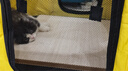 贝初众猫产房猫咪产房产窝大号折叠猫笼封闭式生产隔离房狗狗帐篷猫围栏 小号【适合猫妈妈+多只猫宝】 一房多用/矩形不占地/透气大空间 折叠易收纳/结实耐抓/经久耐用 实拍图