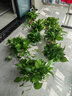 双盟绿萝盆栽除甲醛花卉绿植办公室新房净化空气160加高4盆装源头直发 实拍图
