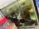 YEE不锈钢加热棒防爆自动恒温水族箱加热器鱼缸小型乌龟缸加温棒 50W【特硬玻璃款】适合25-30cm鱼缸 实拍图