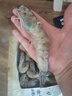 卖鱼郎先生青岛盐冻大虾净重3.6斤 10-15只/斤 白虾大虾基围虾生鲜 虾类 实拍图
