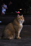 腾龙（Tamron）B061X 18-300mm F/3.5-6.3 Di III-A VC VXD防抖远摄大变焦微单镜头旅游（富士X口） 实拍图